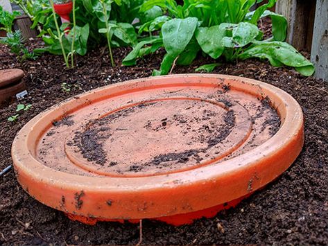 bucket in ground Diy In Ground Compost Bin, Diy In Ground Worm Compost Bin, In Ground Worm Compost, In Ground Compost Bin, Worm Bin Diy, In Ground Compost, Red Worm Composting, Suburban Homesteading, Red Wiggler Worms