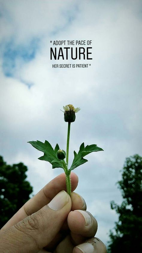 Nature Creative Photography, Flowers Photography Quotes, Creative Photography Ideas Nature, Greenary Photoshoot Quote, Nature Asthetics Wallpaper, Nature Photography Captions, Nature Photography Ideas Creative, Flower Lover Quotes, Fresh Air Aesthetic