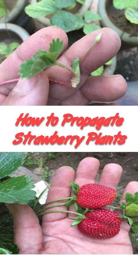 Growing strawberry plants from runners is the easiest and quickest way to propagate strawberries plants. Most of the commonly cultivated varieties of strawberry plants produce runners as a means of propagating themselves. Propagate Strawberries, Strawberry Plant Runners, Growing Strawberry Plants, Garden Ideas Large, Growing Strawberries In Containers, Strawberry Runners, Strawberry Bush, Strawberries In Containers, Strawberry Plant