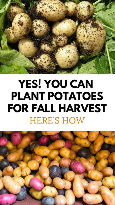 Yes, you can plant potatoes for a fall harvest. Here's how. photos of harvested potatoes How To Plant Potatoes, Plant Potatoes, Planting Potatoes, Homestead Gardens, Fall Vegetables, Fall Garden Vegetables, Growing Potatoes, Meteor Garden 2018, Garden Veggies