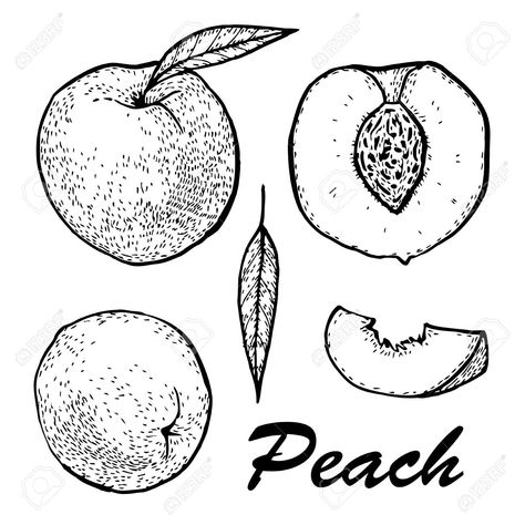 Peach Slice Drawing, Peach Slice Tattoo, Peach Pit Tattoo, Peach Tattoo, Fruit Tattoo, Tattoo Board, Peach Pit, Peach Slices, Food Illustrations