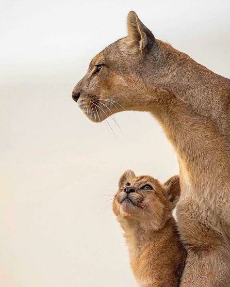 🔥 A Cub Puma Admiring His Mother Pumas Animal, Ahal Teke, Mountain Lion, African Elephant, Funny Animal Memes, Animals Images, 귀여운 동물, Animal Memes, Big Cats