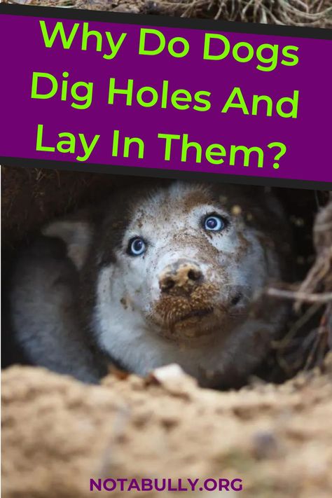 Wondering why your dog digs up holes and then lays in them? Well, we've got 5 reasons explaining this digging behavior and how to prevent it! Dog Digging, Digging Holes, Dog Houses, Large Dogs, Small Pets, Dog Breeds, Dogs, Animals