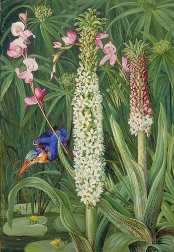 Victorian Explorer, Beautiful Paintings Of Flowers, Marianne North, Gallery Painting, Plants Leaves, Birds Art, Vintage Botanical Prints, Botanical Painting, Kew Gardens