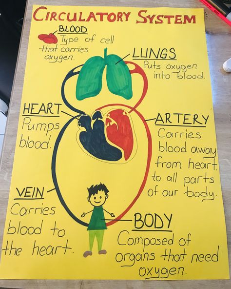 Year 6 Circulatory System, Circulatory System Activities For Kids, Cardiovascular System Project, Circulatory System Drawing, Respiratory And Circulatory System, Circulatory System Diagram, Circulatory System Model, Circulatory System Projects, Circulatory System For Kids