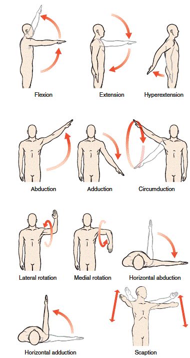 Shoulder Exercises Physical Therapy, Rotator Cuff Exercises, Studie Hacks, Human Muscle Anatomy, Physical Therapy Student, Shoulder Injury, Therapy Exercises, Medical School Life, Nursing School Motivation