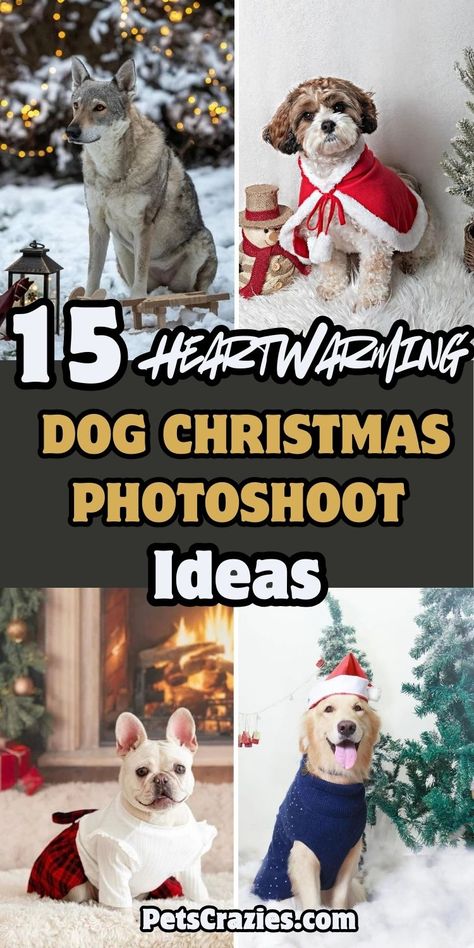 Dog Christmas Outfit Photo Ideas, Small Dog Christmas Pictures, Photoshoot Ideas With Pets, Holiday Photo With Dog, Outside Dog Photoshoot, Dog Christmas Photoshoot Ideas, Christmas Dog Pictures Photo Ideas, Dog Christmas Card Photo, Christmas Dog Photoshoot Ideas