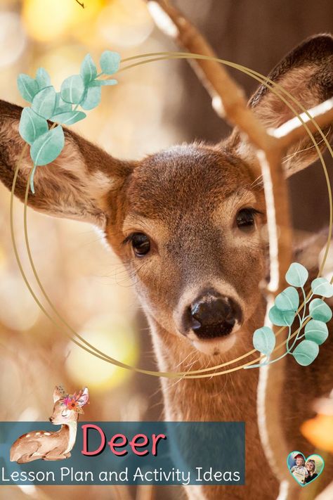 Title: "Deer Lesson Plan and Activity Ideas".  The image includes a photo of a deer looking at a camera with a garland wreath around its head.  this article provides a free lesson plan and activity ideas with a deer forest animal theme. Animal Kindergarten Activities, Forest Animal Activities, Animal Activities For Preschool, Outdoor Classroom Activities, Reindeer Activities, Animal Kindergarten, Forest Animals Preschool, Forest Animal Crafts, Animal Lessons