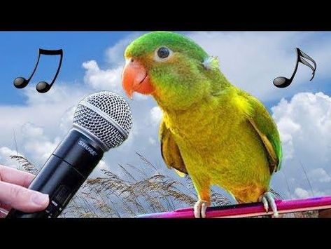 Funny Birds Meow Imitate iPhone Alarm – Parrots Talk Dance Sing Laugh Video – Cute Baby Parrot Sound Funny Parrots Videos, Funny Sound Effects, Bird Videos, Singing Birds, Talking Parrots, Singing Bird, Funny Parrots, Dance Sing, Bird Gif