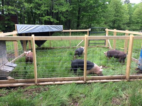 Simple pig tractor for mobile hog rearing. This eliminates the need for electric fencing and provides a sturdy enclosure for homestead hog rearing. Hog Feeder Diy, Hog Pen Ideas, Pig Fencing, Pig Pen Ideas, Electric Fence For Cattle, Pig Enclosure, Pig Tractor, Pig Fence, Pig Shelter