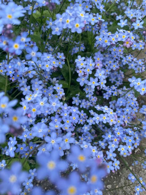 Forget me not flower may love happiness spring lovely lilac field of flowers Aesthetic Wallpaper Flower, Forget Me Nots Flowers, Summer Aesthetic Wallpaper, Forget Me Not Flowers, Not Aesthetic, Flower Types, Pinterest Photography, Flower Purple, Favourite Flowers