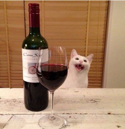 . Drunk Cat, Animal Shaming, Cat Wine, Cat Drinking, White Cats, Funny Cat Memes, Cat Person, Cat Aesthetic, Funny Cat Pictures