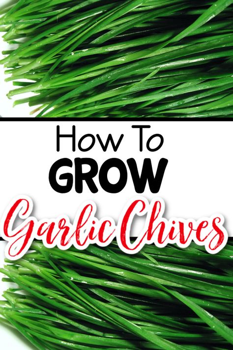 How To Grow Garlic Chives Want to grow garlic chives? They are so easy and they make beautiful blooms, as well. Click through NOW to learn more… https://dianfarmer.com/growing-garlic-chives/ Planting For Beginners, When To Plant Garlic, Preserving Garlic, Garlic Planting, Garlic Pasta Recipe, Growing Chives, Chive Seeds, Garlic Butter Pasta, Chives Plant