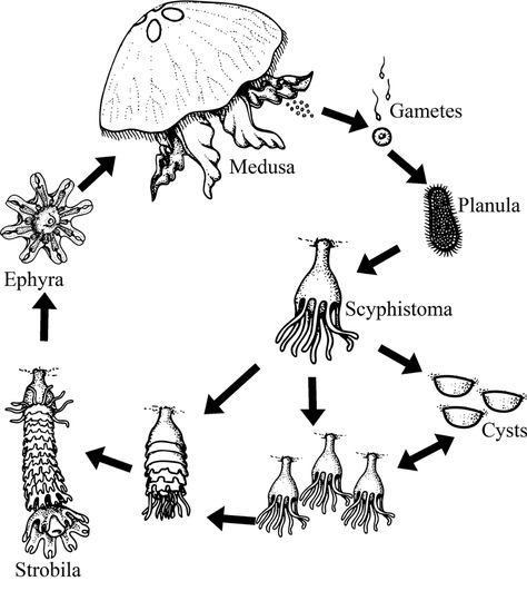 Life cycle of the moon jellyfish. Adapted from BIODIDAC Moon Jellyfish Drawing, Jellyfish Life Cycle, Jellyfish Anatomy, Moon Jellyfish Tattoo, Marine Biology Notes, Jelly Drawing, Cycle Of The Moon, Jellyfish Species, Biology Drawing