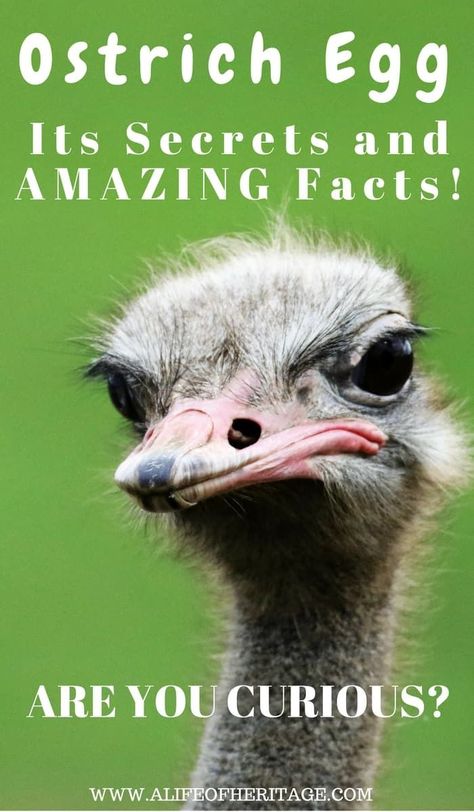 Are you curious? Ostrich Egg Secrets and Amazing Facts! Ostriches are a fascinating creature and lay a fascinating egg! Ostrich Egg Recipe, Ostrich Animal, Egg Facts, Emu Egg, No Egg Desserts, Raising Farm Animals, Eggs For Sale, Ostrich Egg, Egg Incubator