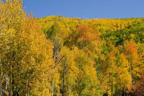 How to Grow and Care for Quaking Aspen Quaking Aspen Tree, Populus Tremuloides, Lombardy Poplar, Quaking Aspen, New Mexico Homes, Poplar Tree, Columnar Trees, Aspen Tree, Asian Garden