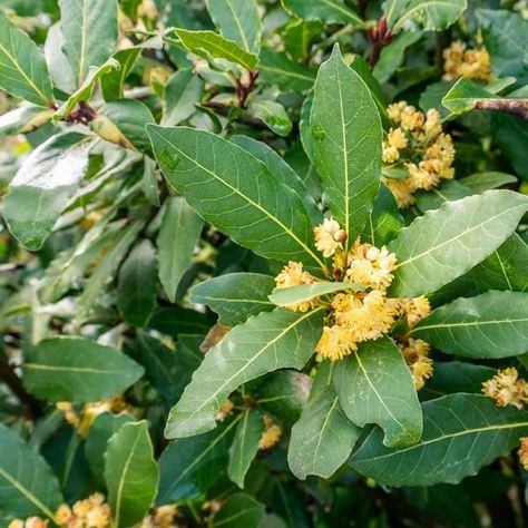 How to Care for Your Bay Leaf Laurel Trees | Ashridge Advice Bay Trees In Pots, Bay Leaf Tree, Bay Laurel, Laurel Tree, Laurus Nobilis, Daffodil Bulbs, Bay Leaf, Potted Trees, Bay Leaves