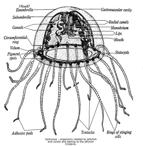 Jellyfish Anatomy Jelly Fish Anatomy, Cnidarians Invertebrates, Jellyfish Anatomy, Eye Anatomy Diagram, Umbrella Jellyfish, Anatomy Diagrams, Jellyfish Species, Jellyfish Facts, Eye Anatomy