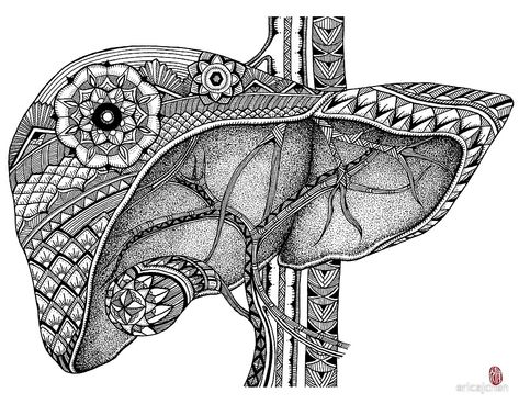 Liver by ericajchen Organs Art, Organ Art, The Human Anatomy, Medical Tattoo, Human Organs, Easy Mandala Drawing, Witch Tattoo, Pop Art Women, Mandala Art Therapy