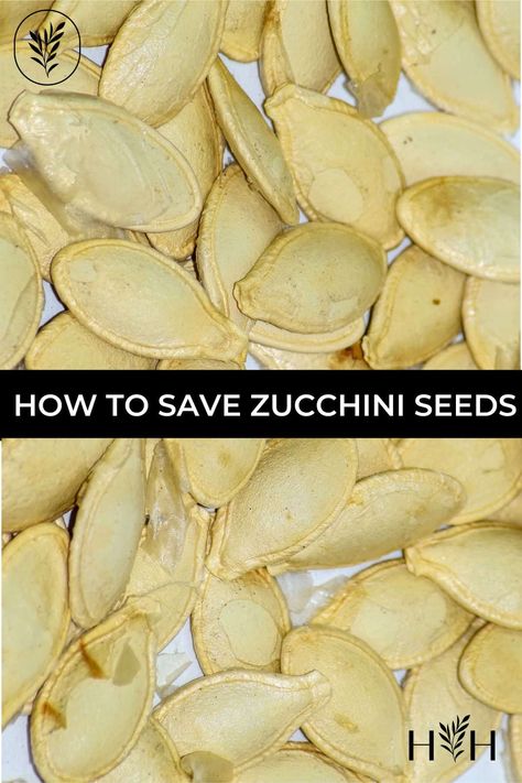 Storing Zucchini, Preserving Zucchini, Growing Zucchini, Zucchini Plants, Squash Plant, Zucchini Blossoms, Squash Seeds, Vegetables To Grow, Growing Veggies