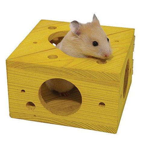 Hamsters As Pets, Hamster Accessories, Rat Toys, Hamster Care, Hamster Toys, A Hamster, Hamster House, Pet Mice, Small Animal Supplies