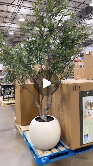 Costco_doesitagain on Instagram: "FAUX Olive Tree 🫒 🤩$379.99 #costco #costcodoesitagain" Olive Tree Indoor, Indoor Tree, Contemporary Planters, Faux Olive Tree, Beautiful Trees, Living Room Design Decor, January 11, Rustic Living Room, Olive Tree