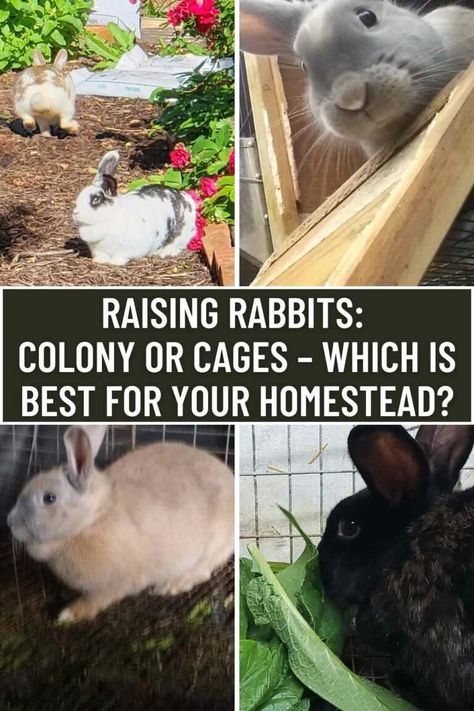 Raising Rabbits: Colony or Cages – Which is Best for Your Homestead? 4 Rabbit Run Ideas Outdoor, Rabbit Habitat Outdoor, Rabbit Breeding Setup, Rabbit Cage Ideas Outdoor, Meat Rabbits Housing, Rabbit Colony Ideas, Homestead Rabbits, Raising Meat Rabbits, Outdoor Rabbit Run