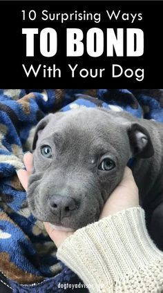 Dog Behavior Training, Dog Behavior Problems, Dog Training Advice, Puppy Training Tips, Dog Brain, Dog Training Techniques, Best Dog Training, Dog Care Tips, Dog Activities