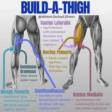 Hamstring Curl, Quad Muscles, Leg Extension, Inner Thigh Workout, Muscle Anatomy, Leg And Glute Workout, Trening Fitness, Gym Tips, Major Muscles