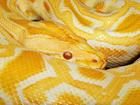 Snake Facts, Reticulated Python, Burmese Python, Reptile House, Yellow Aesthetic Pastel, Colorful Snakes, Yellow Snake, Corn Snake, Python Snake