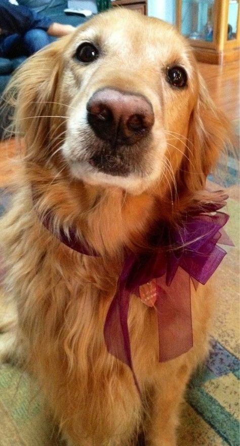 Pet Pet, A Golden Retriever, Cute Pet, Retriever Dog, Golden Retrievers, Wild Animal, Sweet Animals, Baby Dogs, Wild Animals