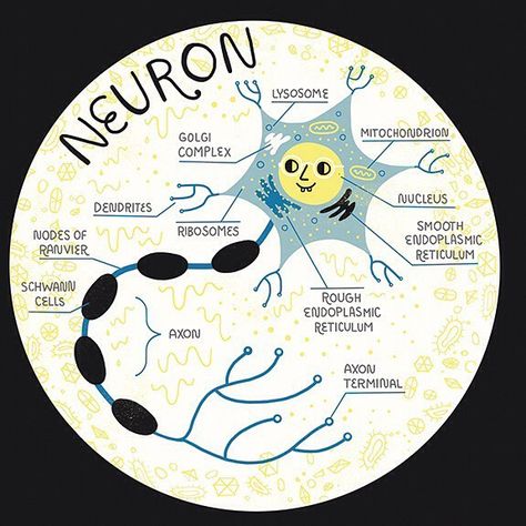 Rachel Ignotofsky on Instagram: “My neurons are sure happy for the weekend. Lil’ sketchbook drawing for you all! #sciart #scicomm #scienceliteracy” Neuron Anatomy, Last Brain Cell, Education Posters, Science Literacy, Earth Book, Science Illustration, Medical School Inspiration, Medical School Studying, Student Life Hacks