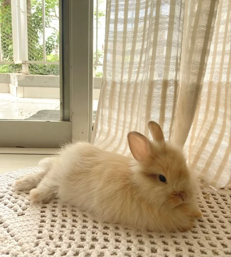 Bunny Rabbit Aesthetic, Bunnies Aesthetic, Light Brown Bunny, Rabbit Aesthetic, Bunny Fluffy, Tan Bunny, Bunny Icon, Bunnies Cute, Golden Bunny