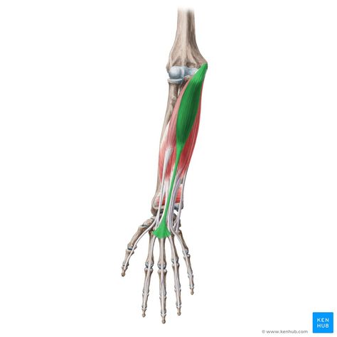 Palmaris Longus, Rectus Femoris, Femoral Nerve, Median Nerve, Forearm Muscles, Structure And Function, Medical Science, Plexus Products, Macrame Plant Hanger