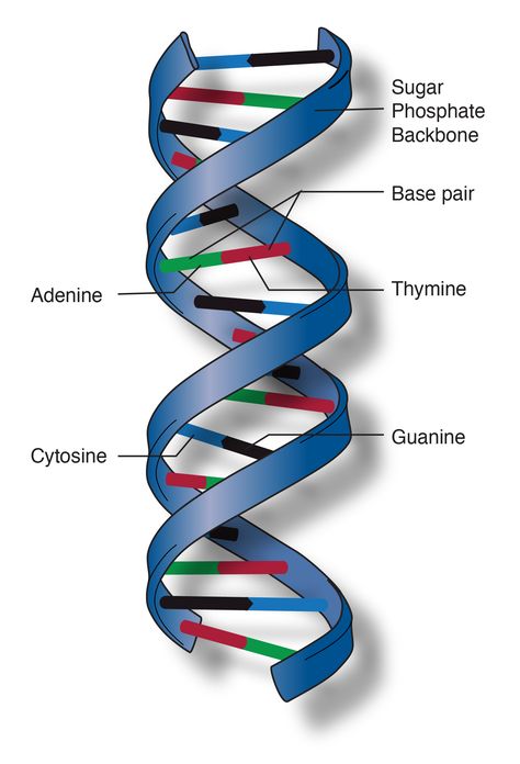 Dna Double Helix Model, Dna Model Project, Dna Drawing, Dna Facts, Helix Shape, Dna Project, Cells Project, Biology Projects, Dna Molecule