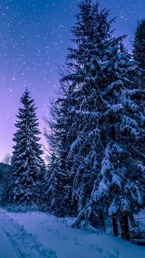 Winter, night, road though trees, 720x1280 wallpaper Snow Wallpaper Iphone, Winter Snow Wallpaper, Iphone Wallpaper Winter, Snow Images, Christmas Phone Wallpaper, Snowy Trees, Winter Wall Art, Image Nature, Wallpaper Animes