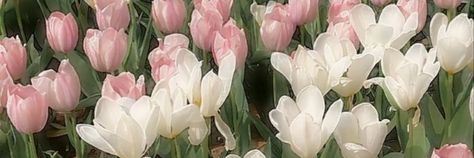 Tulips Aesthetic Header, Flowers Iphone Wallpaper, Flower Header, Pink Twitter, Twitter Header Aesthetic, Baby Pink Aesthetic, Nothing But Flowers, Header Banner, White Tulips