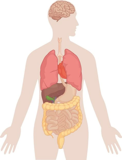 Human Body Organs, Silhouette Logo, Human Organ, Human Body Anatomy, Body Anatomy, Body Organs, Nursing Notes, Anatomy Drawing, The Human Body