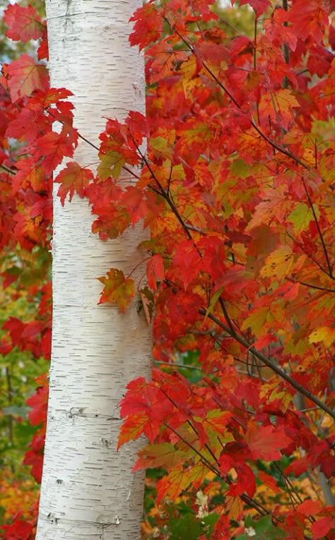 Maple leaves on Shelburne White Birch Autumn Scenes, Red Leaves, White Birch, Autumn Scenery, Fabulous Fall, Maple Leaves, Autumn Beauty, Yellow Leaves, Fall Pictures