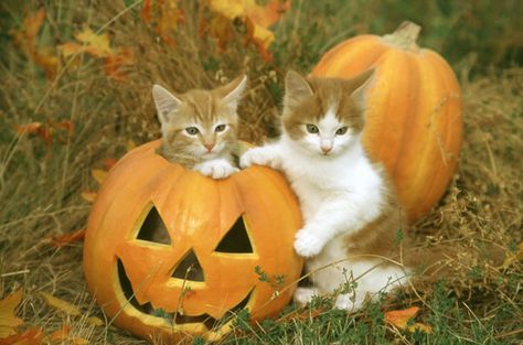 8 Absolutely Delightful Photos of Kittens and Their Pumpkins Pumpkin Books, Fall Cats, Unicorn Cat, Cat Pumpkin, Halloween Animals, Meow Meow, Cat Costumes, Cute Cats And Kittens, Autumn Season