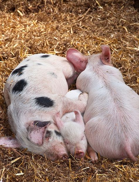 Raising Pigs, Pig Family, Pig Art, Mini Pigs, Cute Piggies, Pet Pigs, Baby Pigs, Cute Pigs, Wildlife Animals