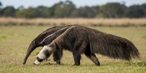 Giant Anteater - National Geographic Giant Anteater, Small Lizards, Ant Colony, American Animals, List Of Animals, Big Animals, Weird Animals, Animals Of The World, Sea Animals