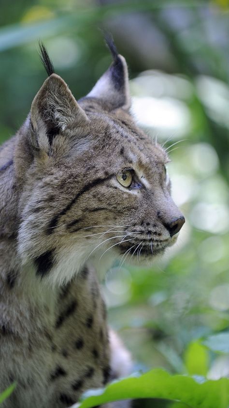 Lynx, wild cat, curious, 720x1280 wallpaper Cat Curious, Beautiful Wallpaper Images, Fav Animal, Animals Wallpapers, Wallpaper Images Hd, Cat Images, Full Hd Wallpaper, Background Images Hd, Beautiful Wallpapers Backgrounds