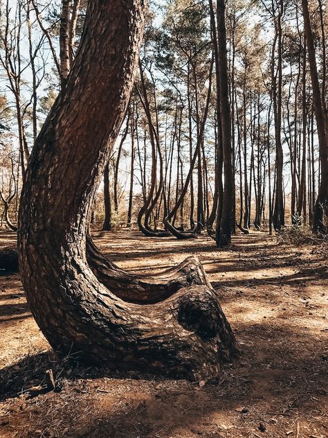 Crooked forest in Poland. It this forest really so magical? - twovelers.com Crooked Forest, Growing Tree, Travel Around, Get Inspired, Borders, Poland, Bucket List, Top 10, Trees