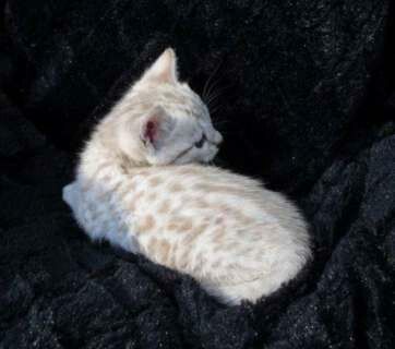 OMG Beautiful White Bengal! i want! Bengal Cat White, White Bengal Kitten, American Long Haired Cats, Snow Bengal Kitten, White Bengal Cat, Kitten White, Bengal Kitten, Pretty Animals, Silly Animals