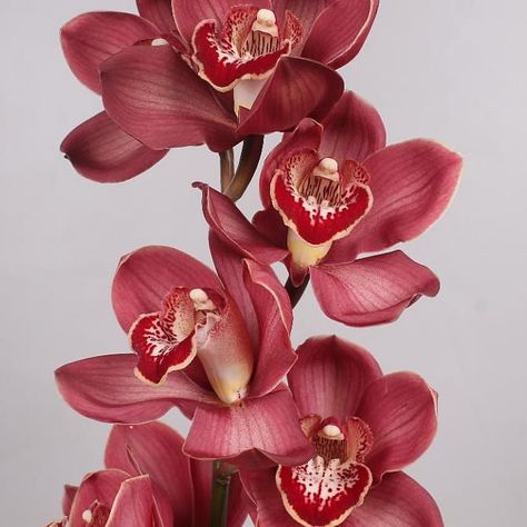 Cymbidium Orchid Lucifer is a strong, seasonal Red cut tropical orchid. It is approx. 80cm. Red Cymbidium Orchids, Red Orchid Aesthetic, March Flowers, South African Flowers, June Flowers, Orchid Wallpaper, Tropical Orchid, Red Orchid, Flower Arrangements Wedding