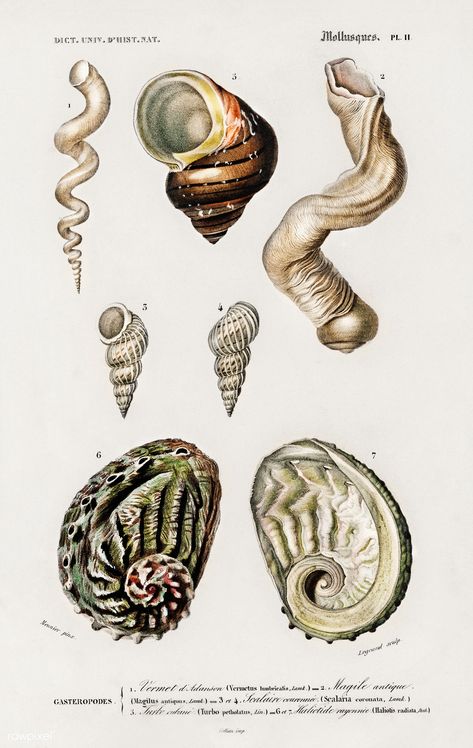 Different types of mollusks illustrated by Charles Dessalines D' Orbigny (1806-1876). Digitally enhanced from our own 1892 edition of Dictionnaire Universel D'histoire Naturelle. | free image by rawpixel.com Free Illustration Images, Ancient Animals, Vintage Illustrations, Animal Posters, Science Art, Illustration Artists, Intense Colors, Natural History, Photo Illustration