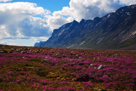 Located on the Cumberland Peninsula of Baffin Island, Nunavut, Auyuittuq National Park (established 2001, 19 089 km2) was Canada's first national park located north of the Arctic Circle. It was first set up as a national park reserve in 1976 and established as a national park through the Nunavut Land Claims Agreement. Auyuittuq National Park, Canada Wildlife, Gros Morne, Baffin Island, Get Off My Lawn, Wildlife Pictures, Age Photos, Hiking Routes, Arctic Circle