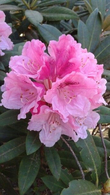 R. "Nobel Mountain" Photo by Jan R. Fuller Rodadendren Flower, Rhododendron Colors, Rhododendron Flower, Pink Rhododendron, Rhododendron Purple, Rhododendron Roseum Elegans, Diy Garden Fountains, Mountain Photos, Nature Artwork