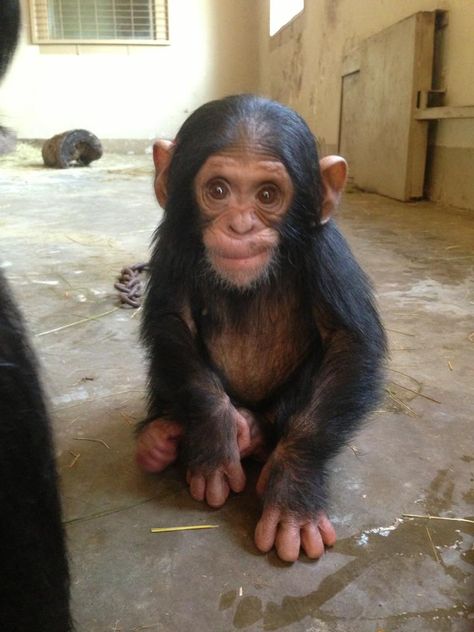 Thabu - Photo by Marc Cronje at The Jane Goodall Institute, South Africa... 'Chimp Eden' Baby Chimpanzee, Wildlife Protection, Cute Monkey, Baby Monkey, Cute Wild Animals, Cute Animal Pictures, Primates, Sweet Animals, Cute Creatures